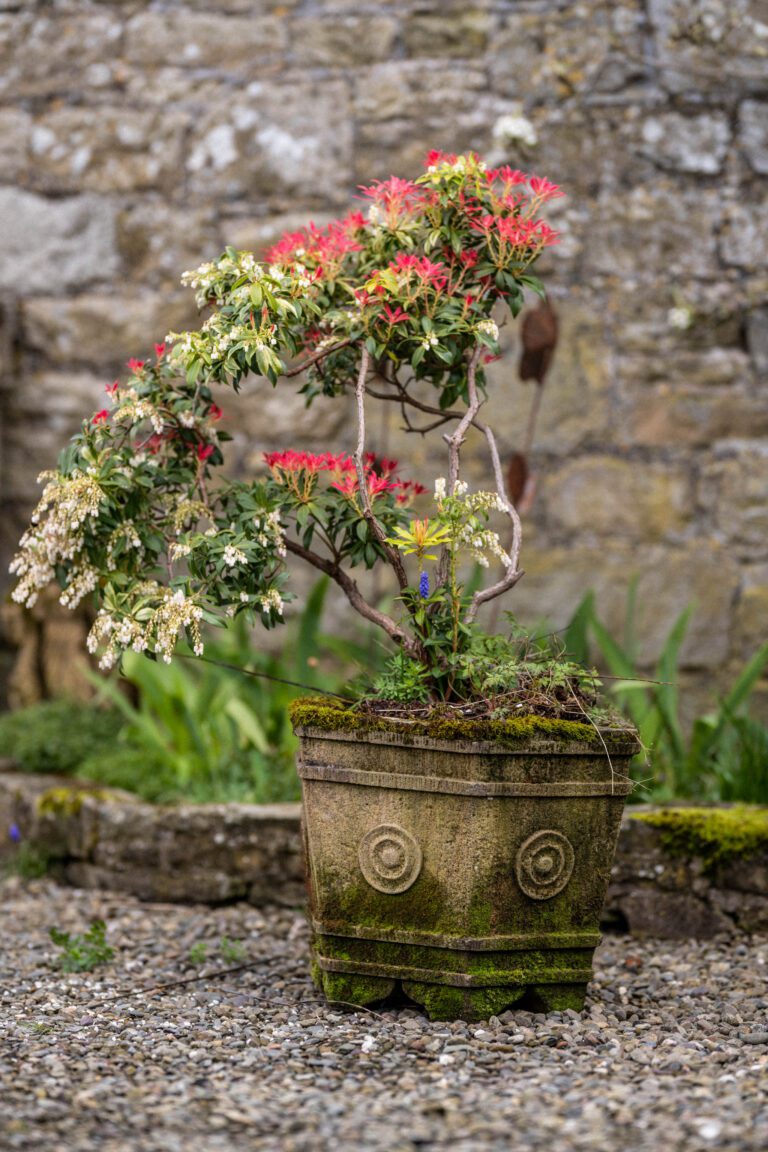Jacobean Planter