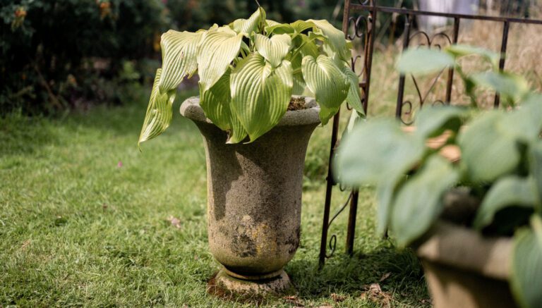 Stamford Vase