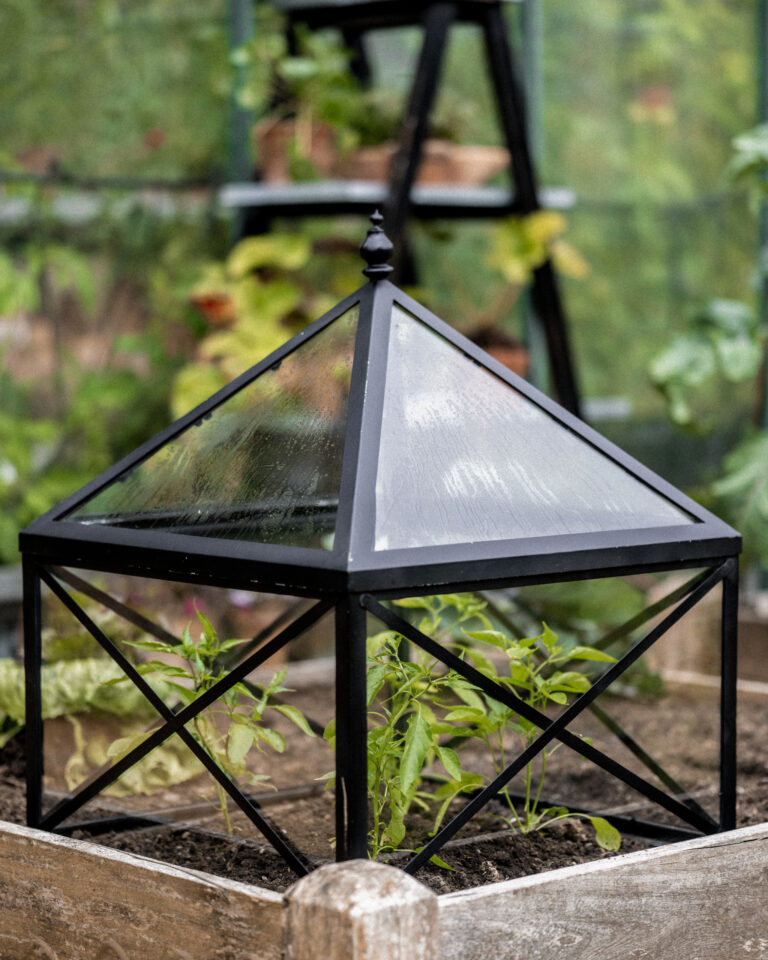 Glass Cloche