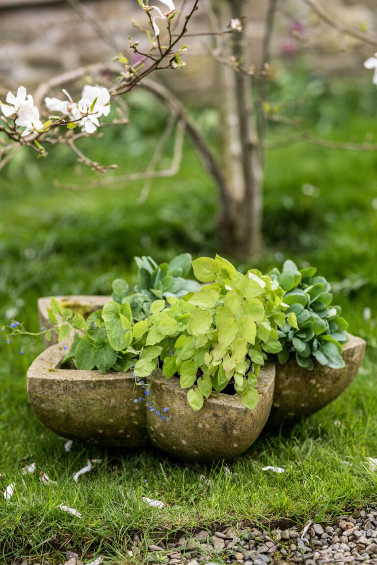 Star Planter