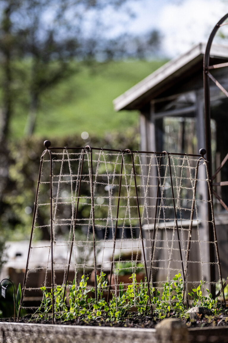 Pea Frame