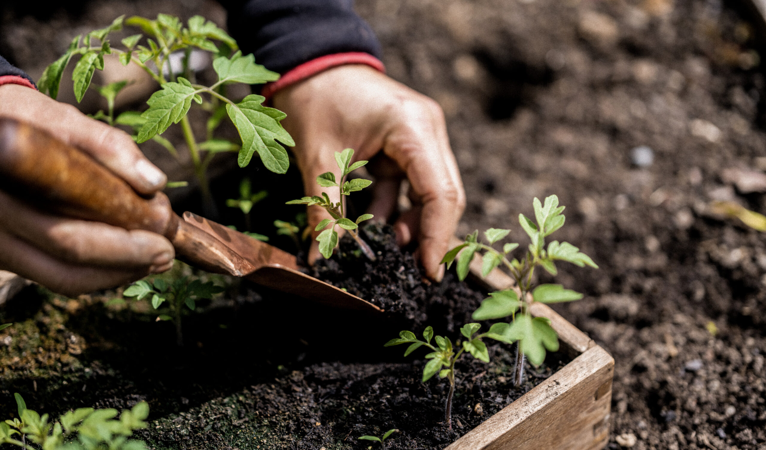 Seed Tray Gallery Image
