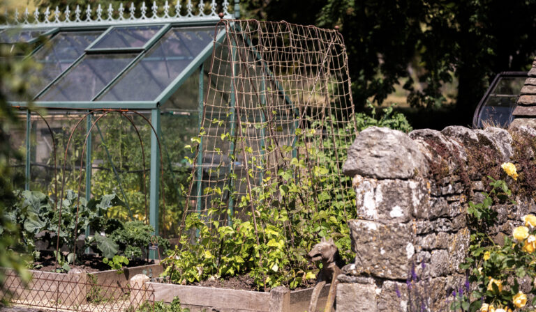 Runner Bean Frame