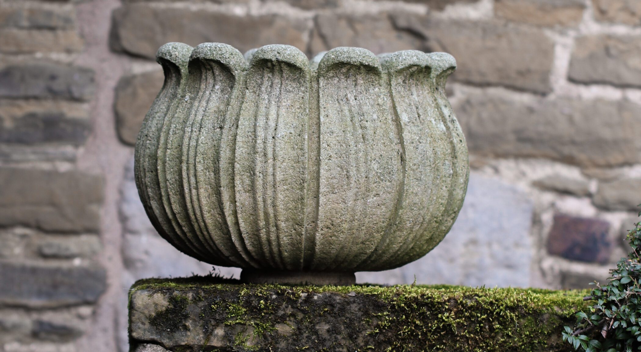 Curling Petal Pot Gallery Image