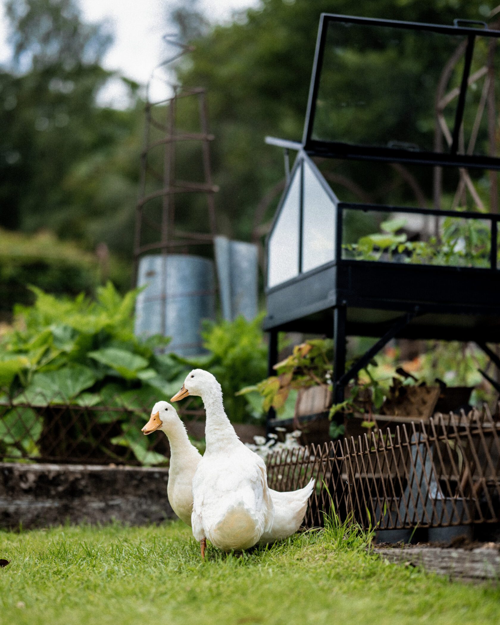 Edging Fence Gallery Image