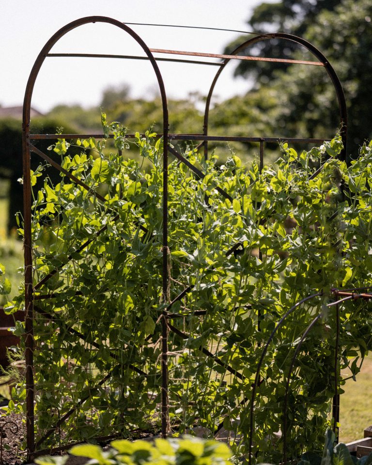 Large Growing Arch