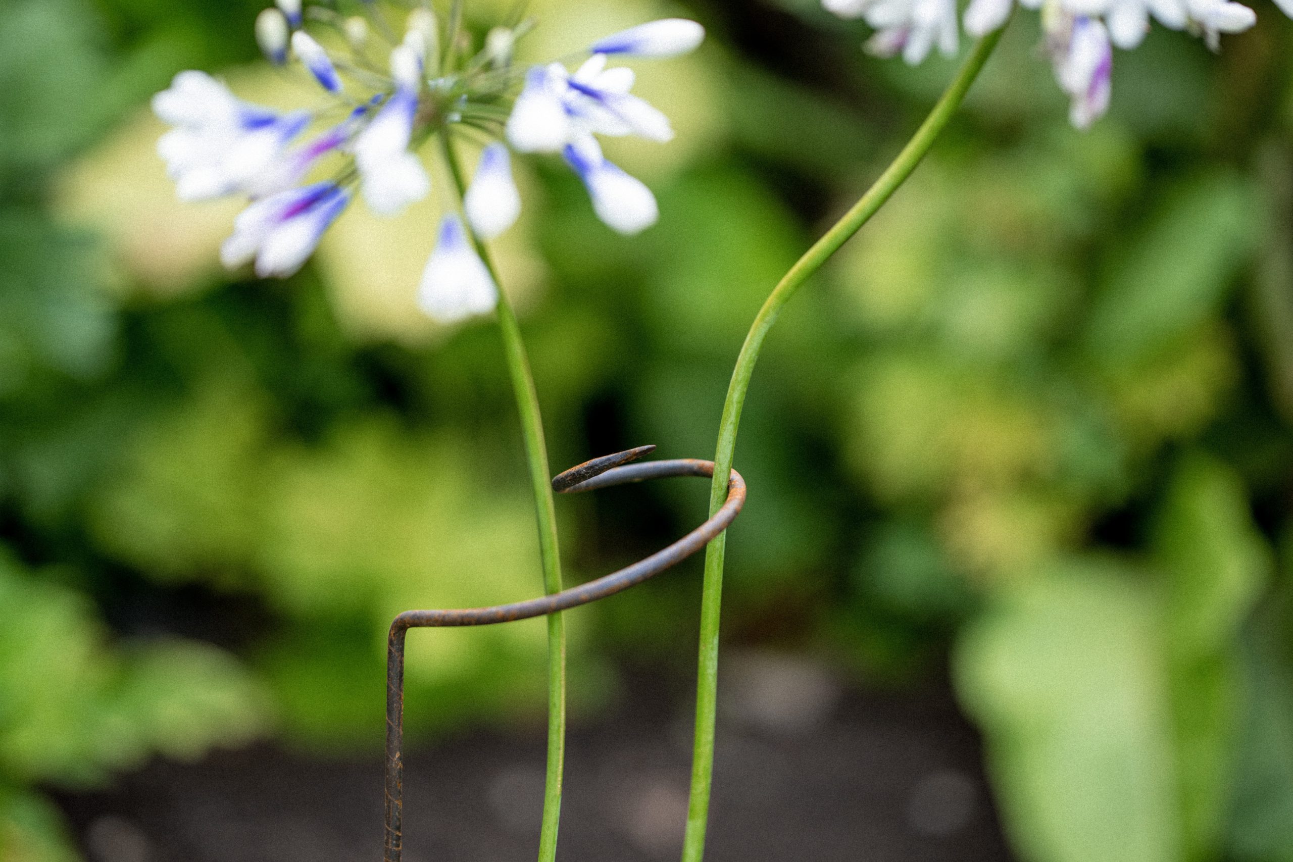 Single Stem Support Gallery Image