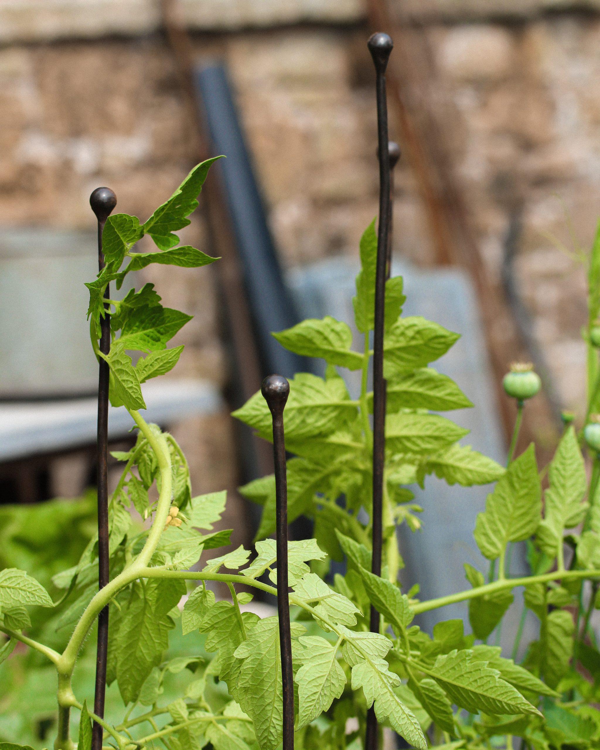 Set of 3 Plant Canes Gallery Image